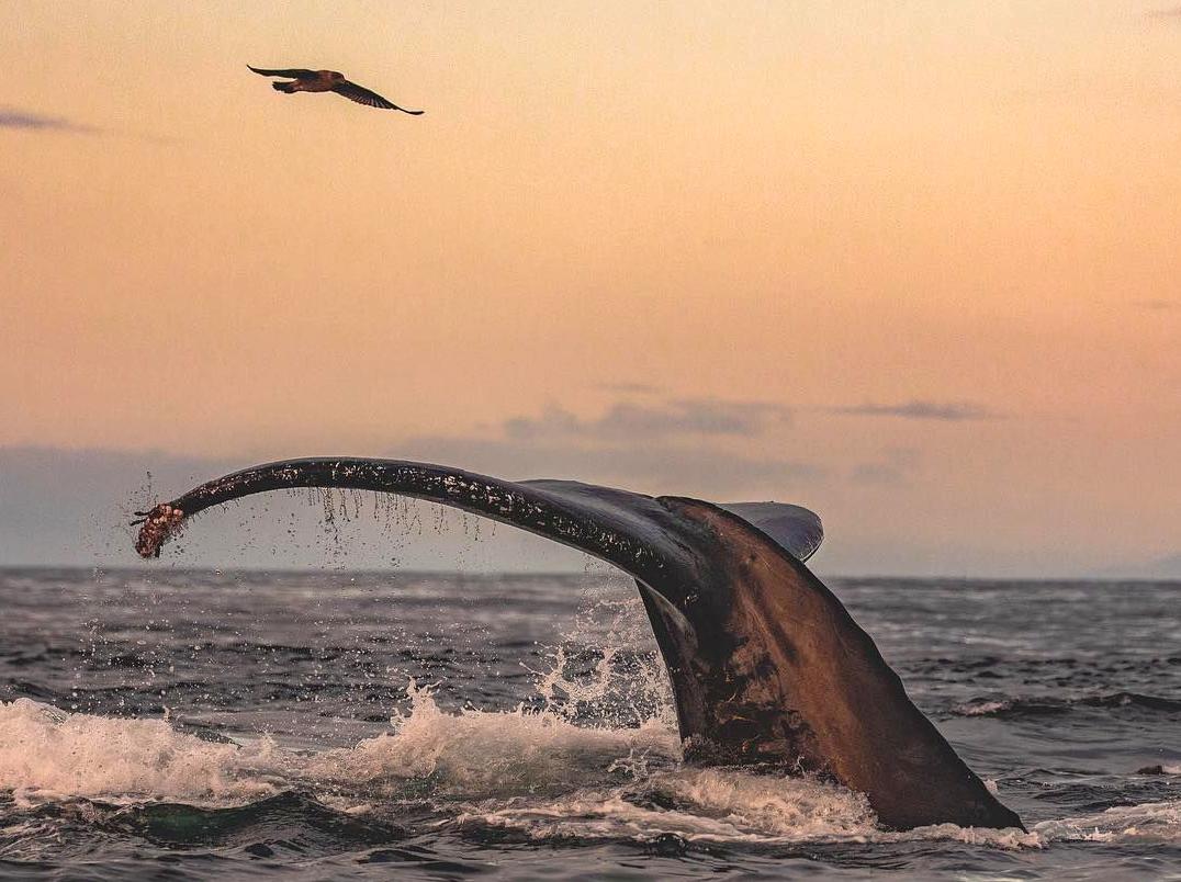 Experience the Ningaloo Whaleshark Festival: A Tribute to Marine Ecosystems