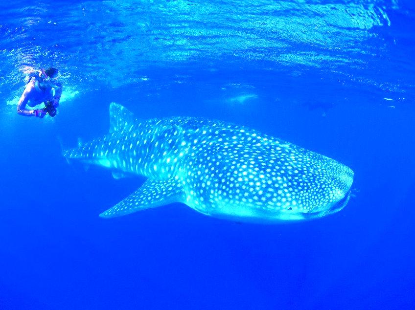 Celebrate Marine Life at the Ningaloo Whaleshark Festival