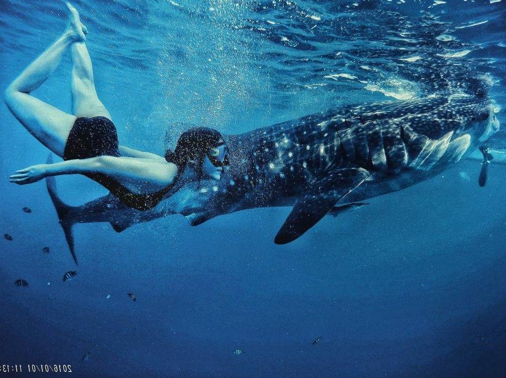 Participate in the Ningaloo Whaleshark Festival: Embrace Marine Wonders