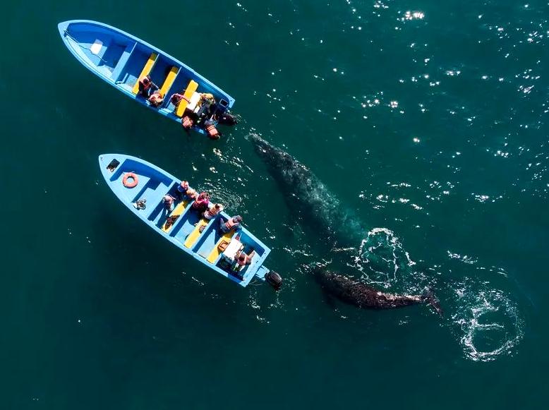 Discover the Ningaloo Whaleshark Festival: A Celebration of Ocean Life