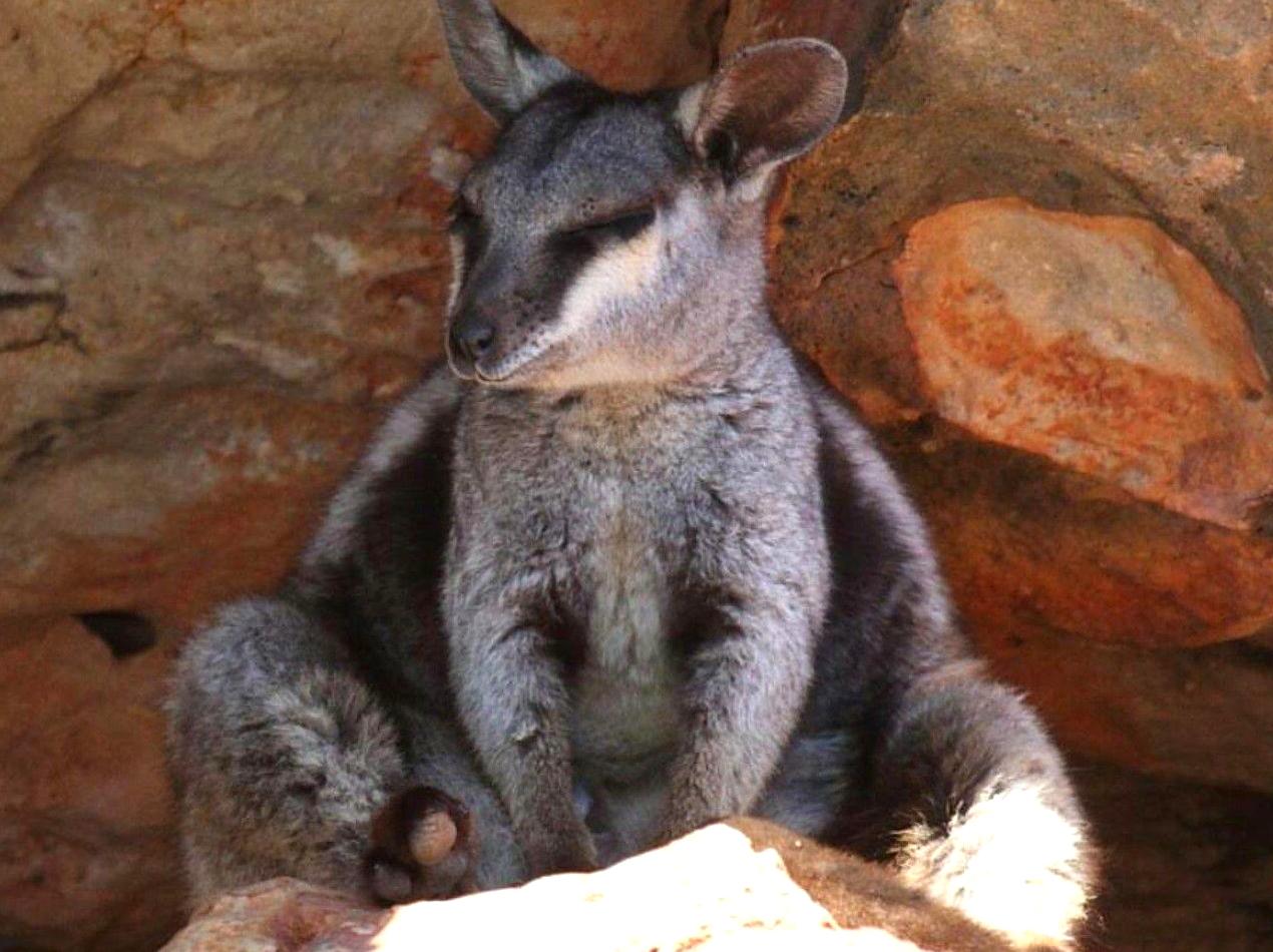 Spot Rare Black-footed Rock Wallabies: Look for rare black-footed rock wallabies in their habitat