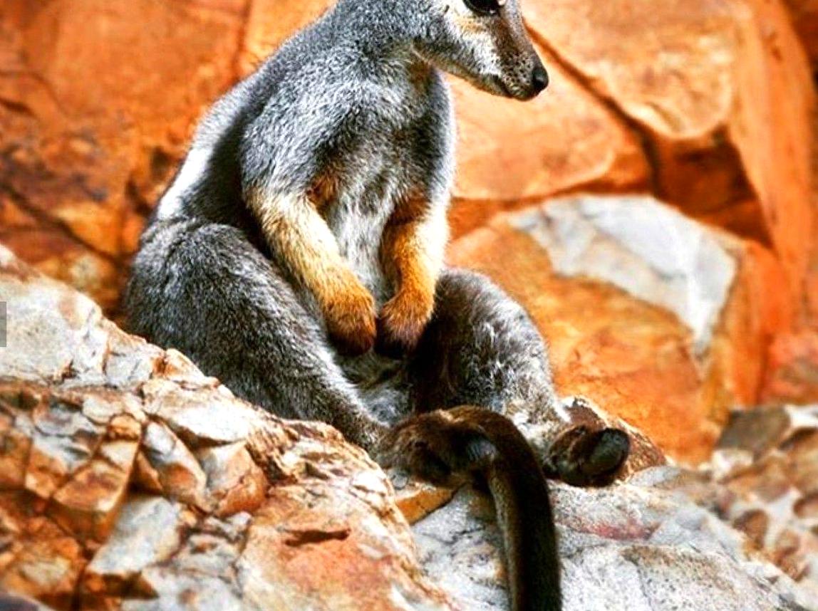 Search for rare black-footed rock wallabies in their habitat.