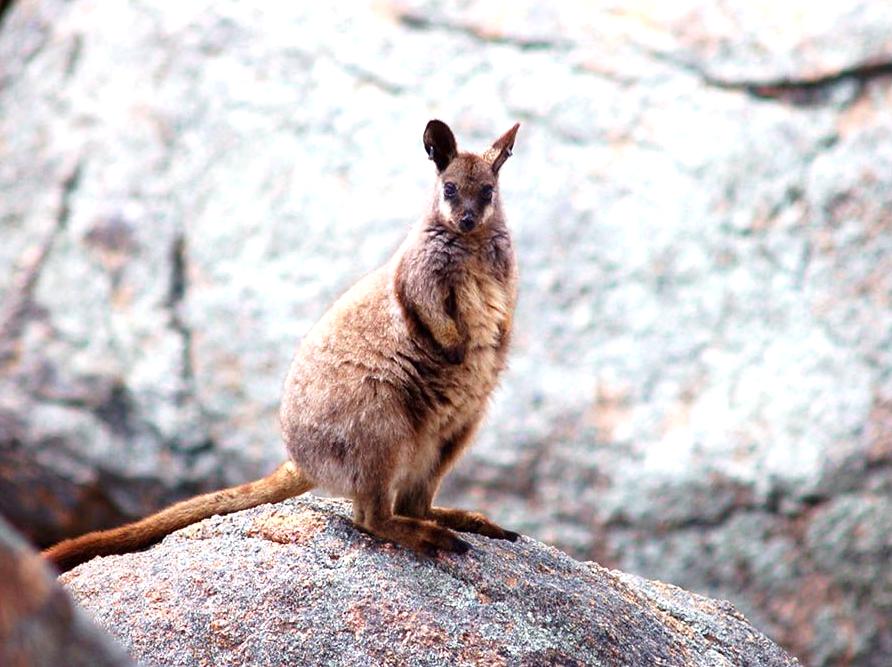 Observe black-footed rock wallabies in their unique surroundings.