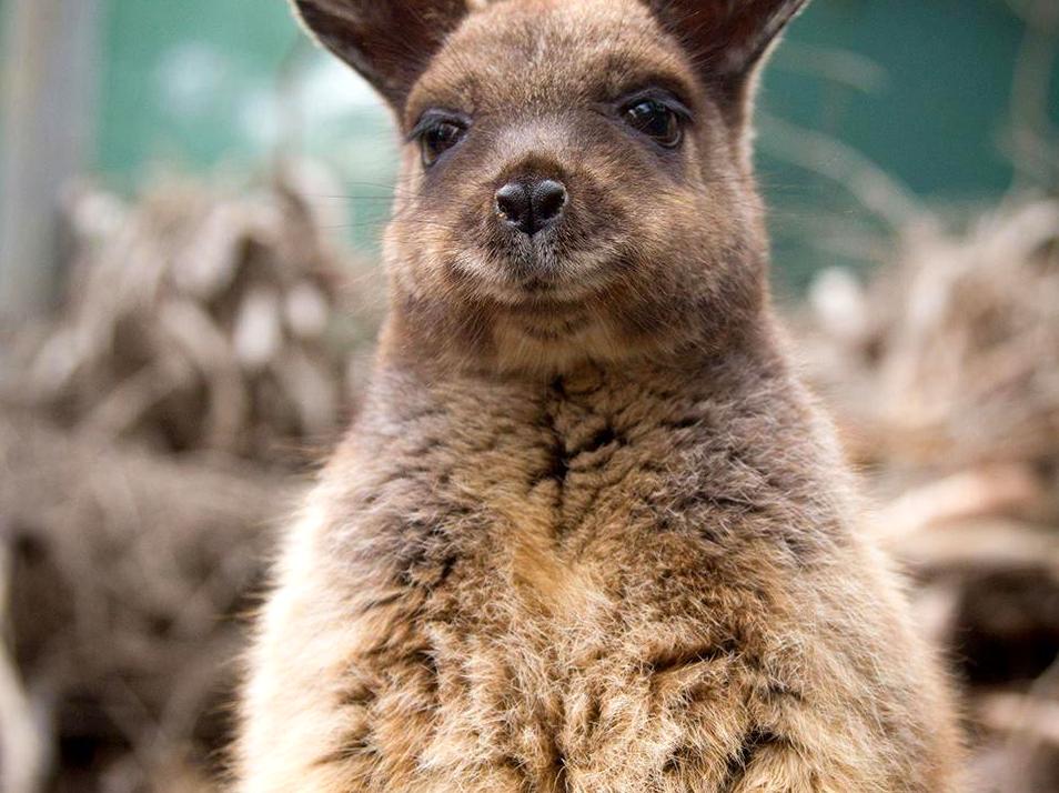 Find the endangered black-footed rock wallabies in the wild.