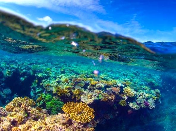 Join a Reef Conservation Project: Contribute to reef conservation efforts.