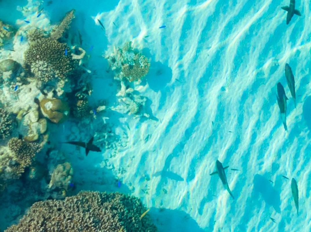 Engage in a Reef Protection Program: Help Safeguard Coral Reefs.