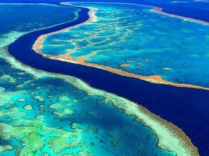 Join a Coral Conservation Project: Make a Difference for Reef Ecosystems.
