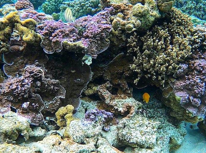 Enroll in a Reef Conservation Initiative: Aid in Protecting Marine Habitats.