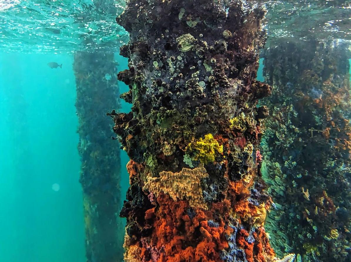 Visit the Underwater Observatory: A Unique Perspective on Ocean Creatures.