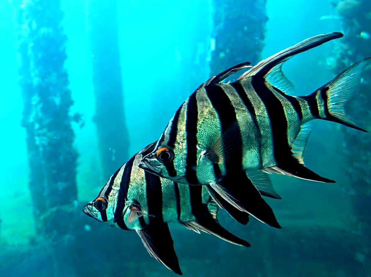 Explore the Depths: An Unforgettable Underwater Observatory Experience.