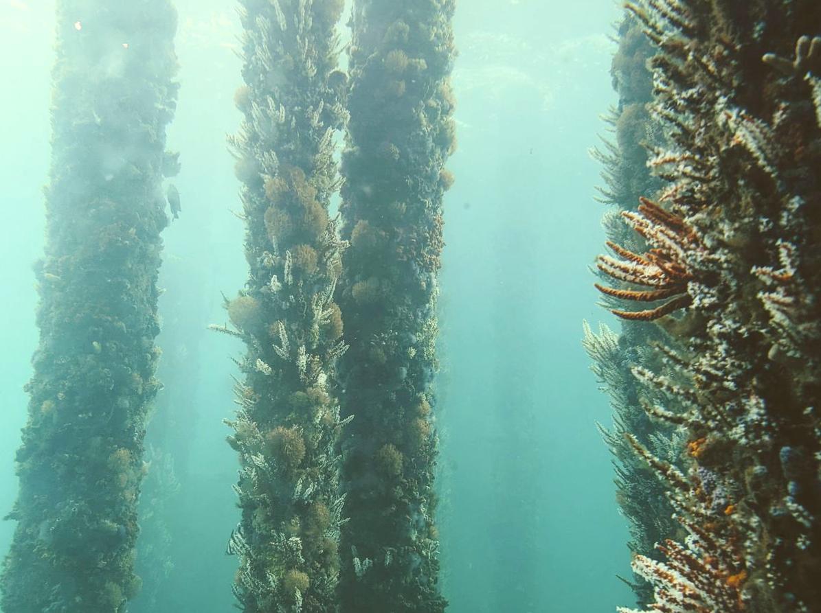 Dive into the Underwater Observatory: Witness the Wonders of Marine Life.