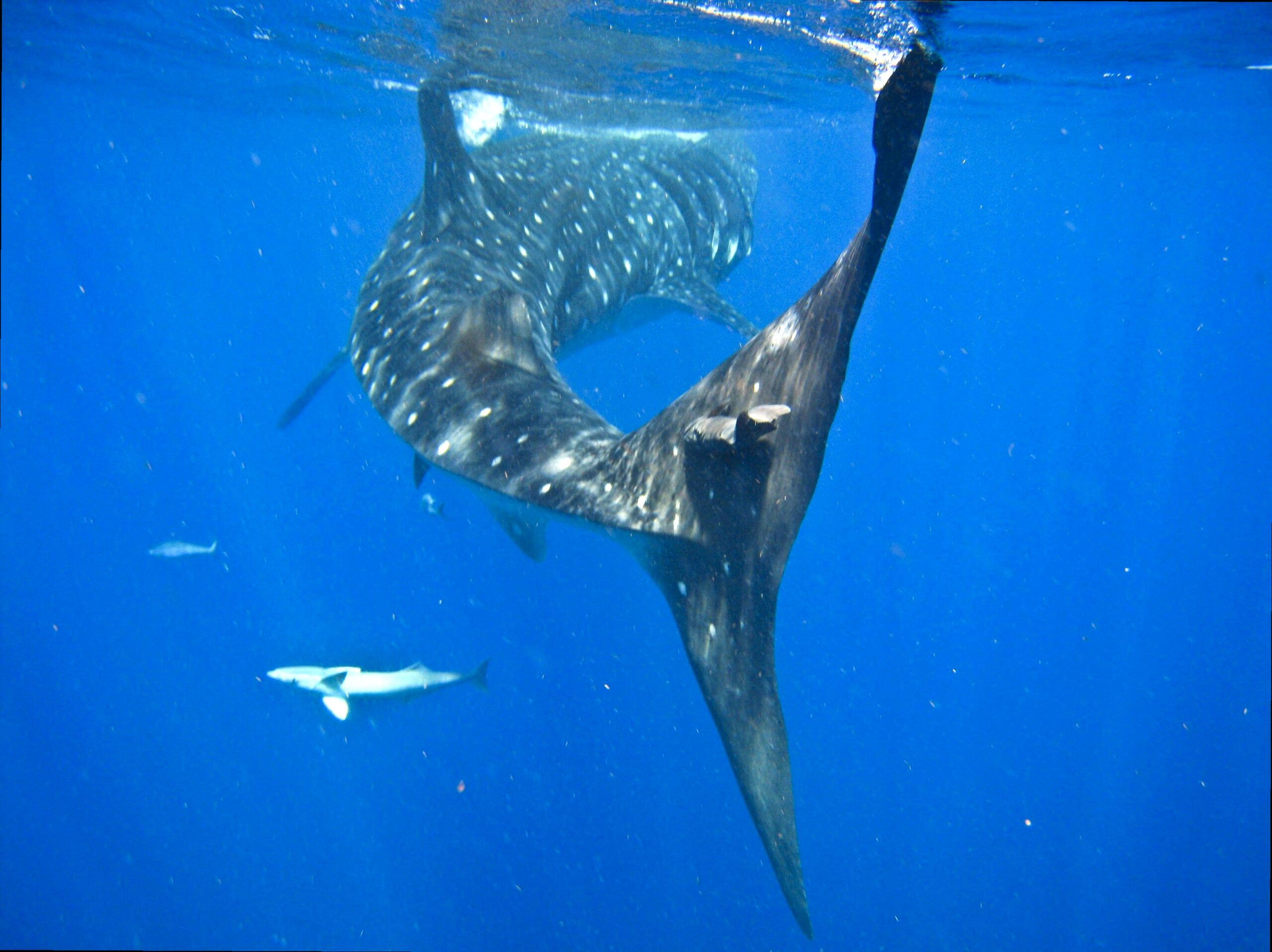 Attend the Ningaloo Whaleshark Festival: Celebrate marine life at the Ningaloo Whaleshark Festival
