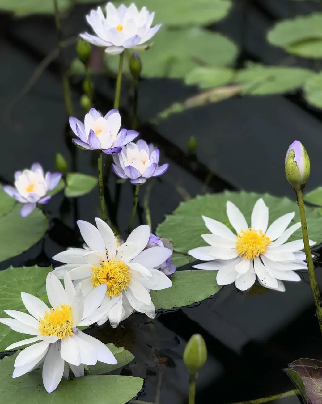 Best Time to Visit, The Blue Lotus Water Garden