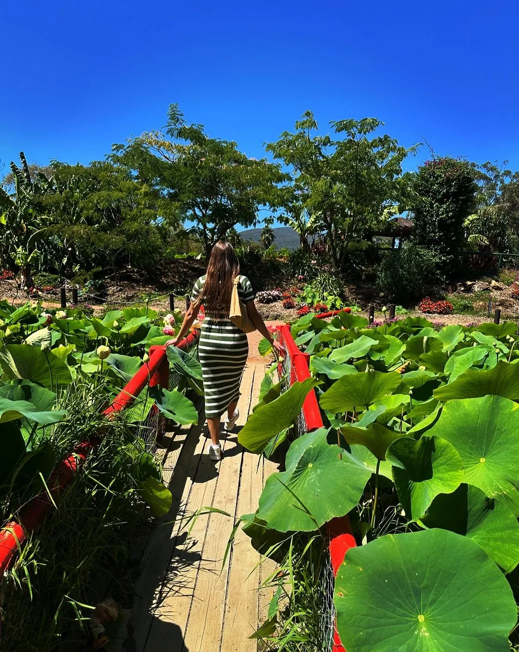 History of The Blue Lotus Water Garden