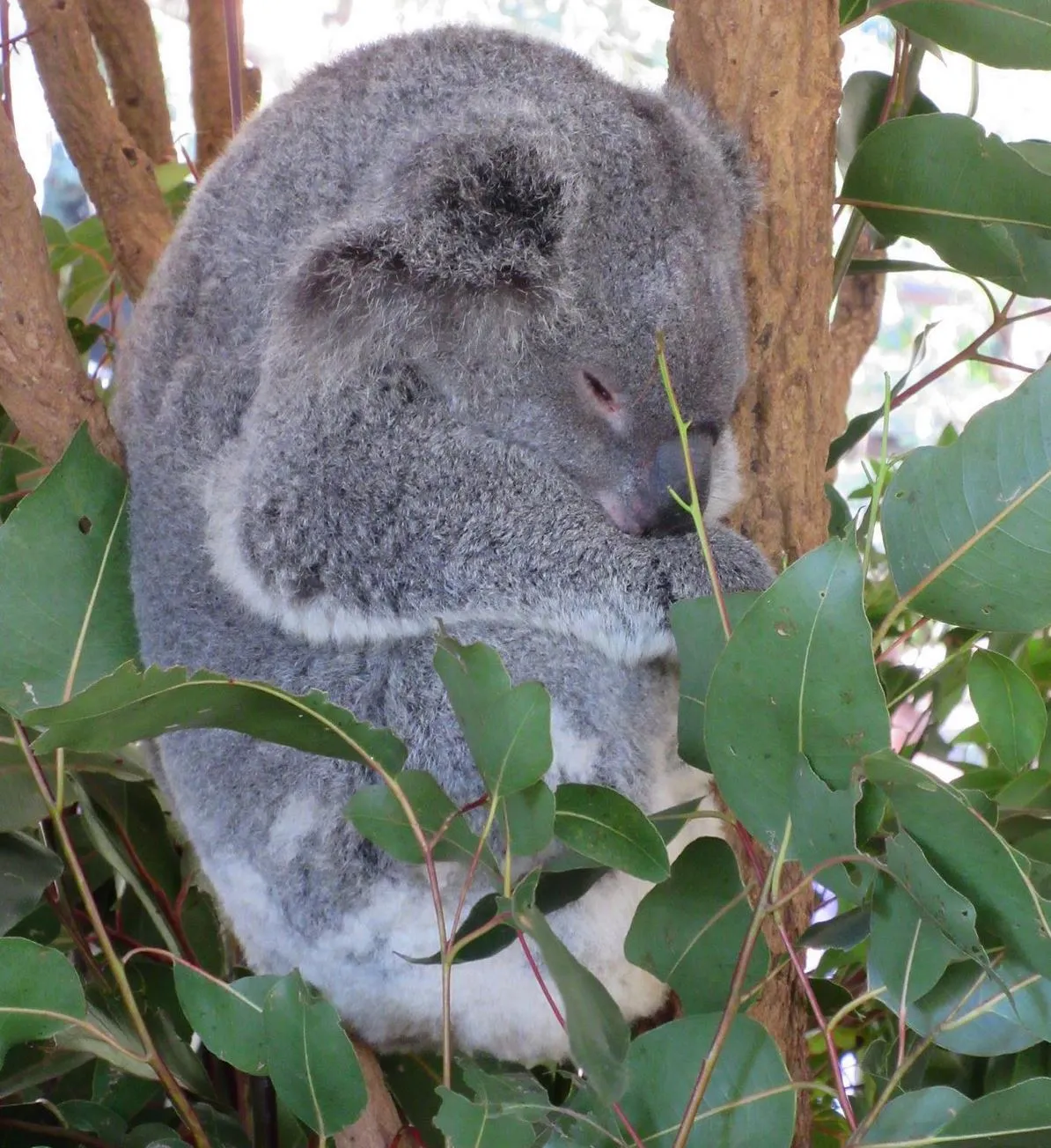 koalas, The Blue Lotus Water Garden,