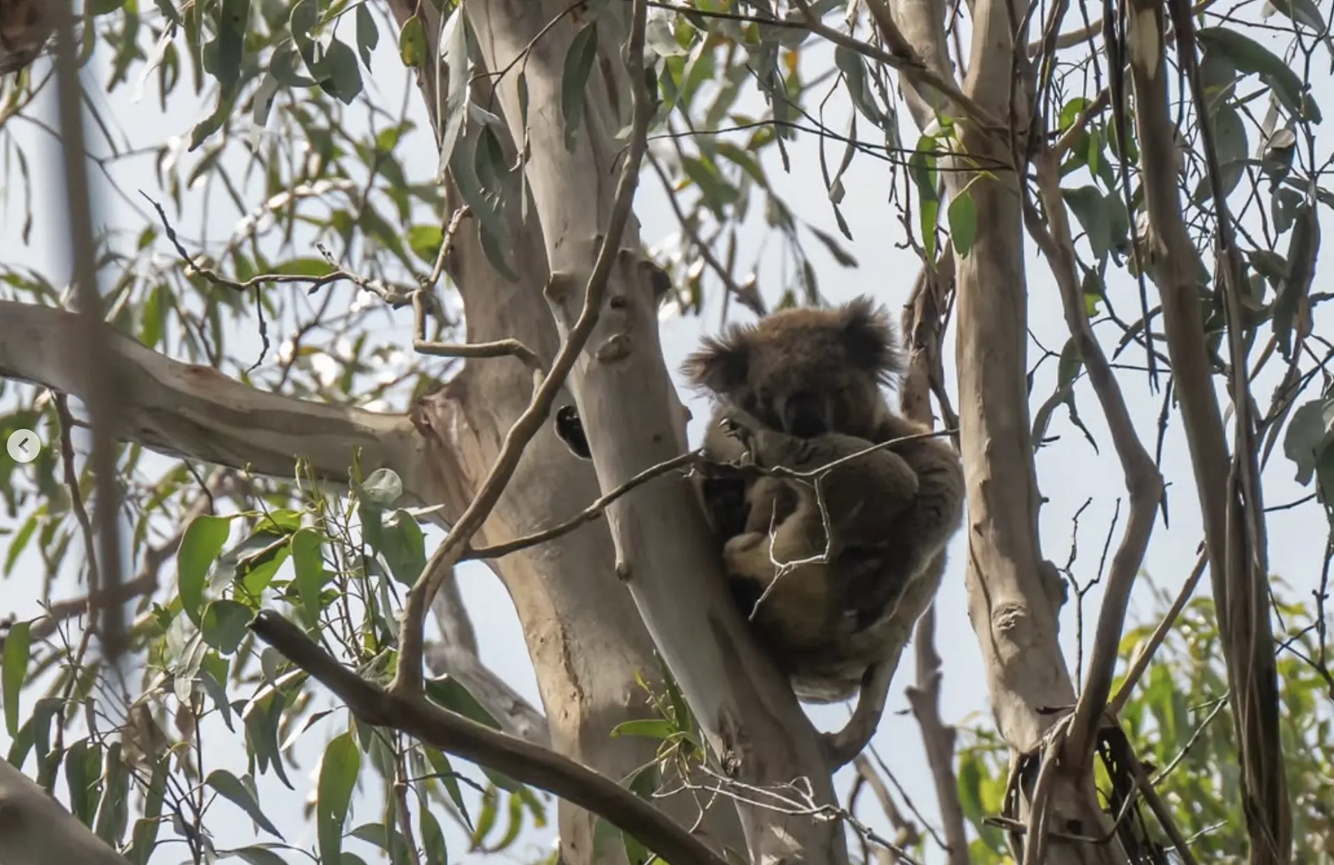 Wildlife Spotting Australia