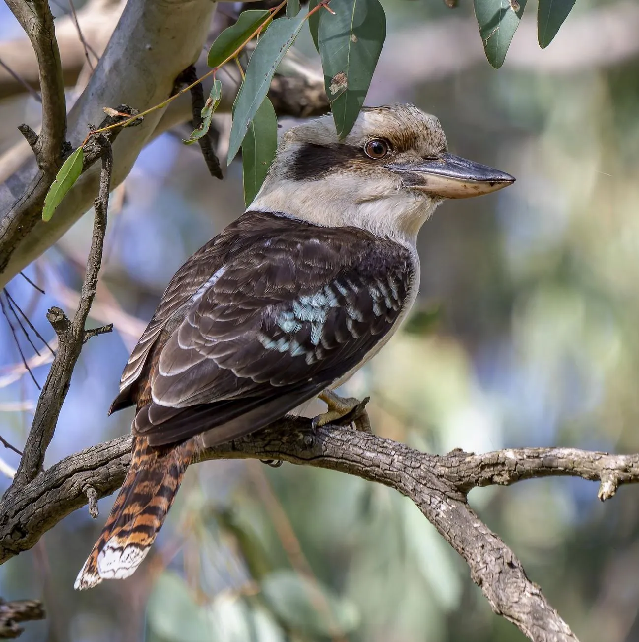 Best Time to Birdwatch