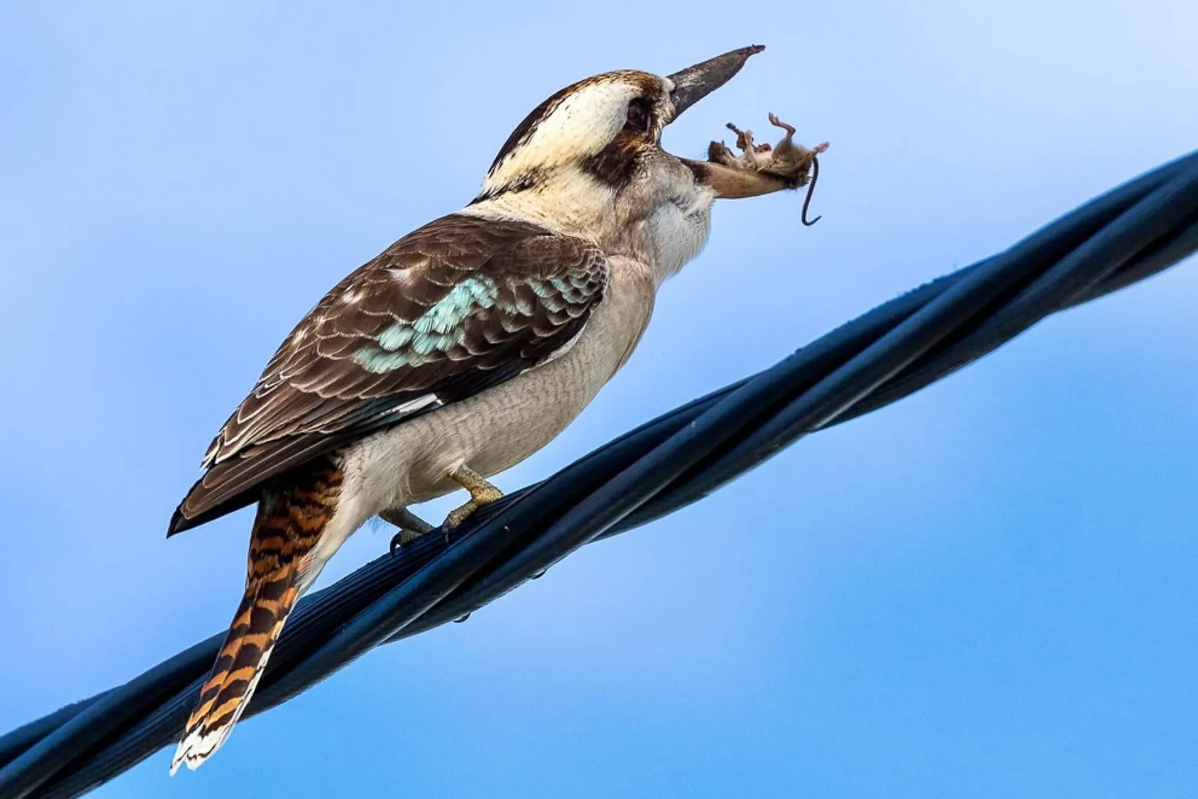 Blue Winged Kookaburra