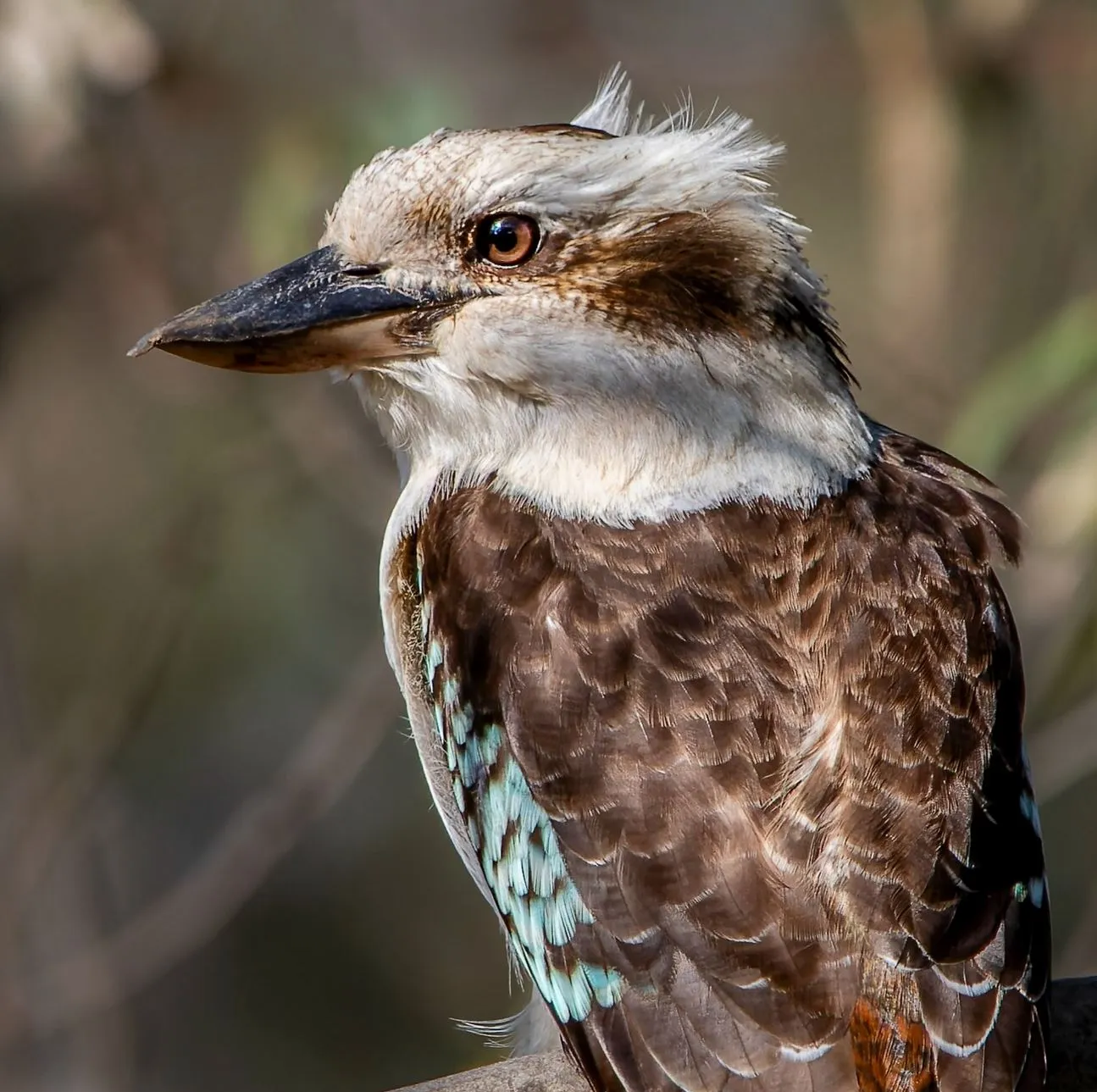 Do Kookaburras Live in Kakadu National Park