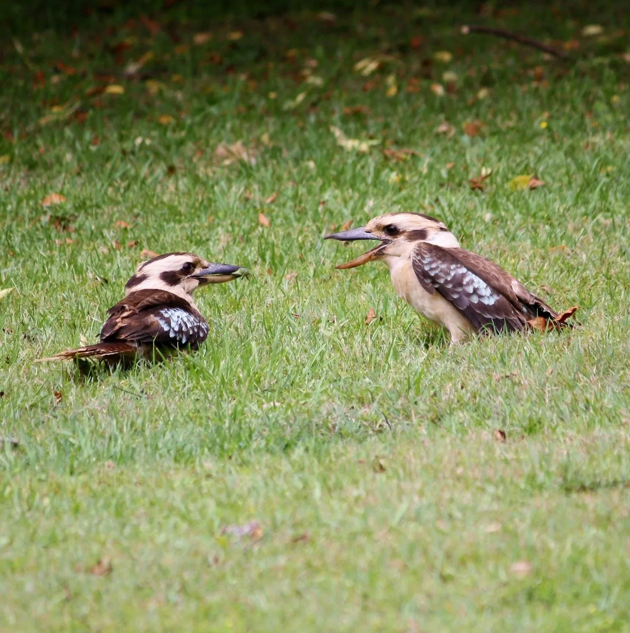 Kookaburras in the Wet Season