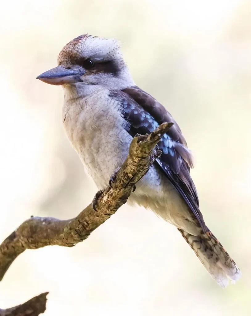 Yes, Kookaburras Do Live