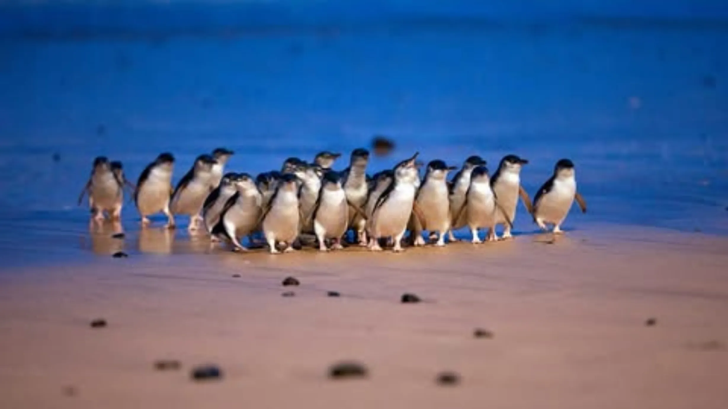Cape Woolamai coastal walks