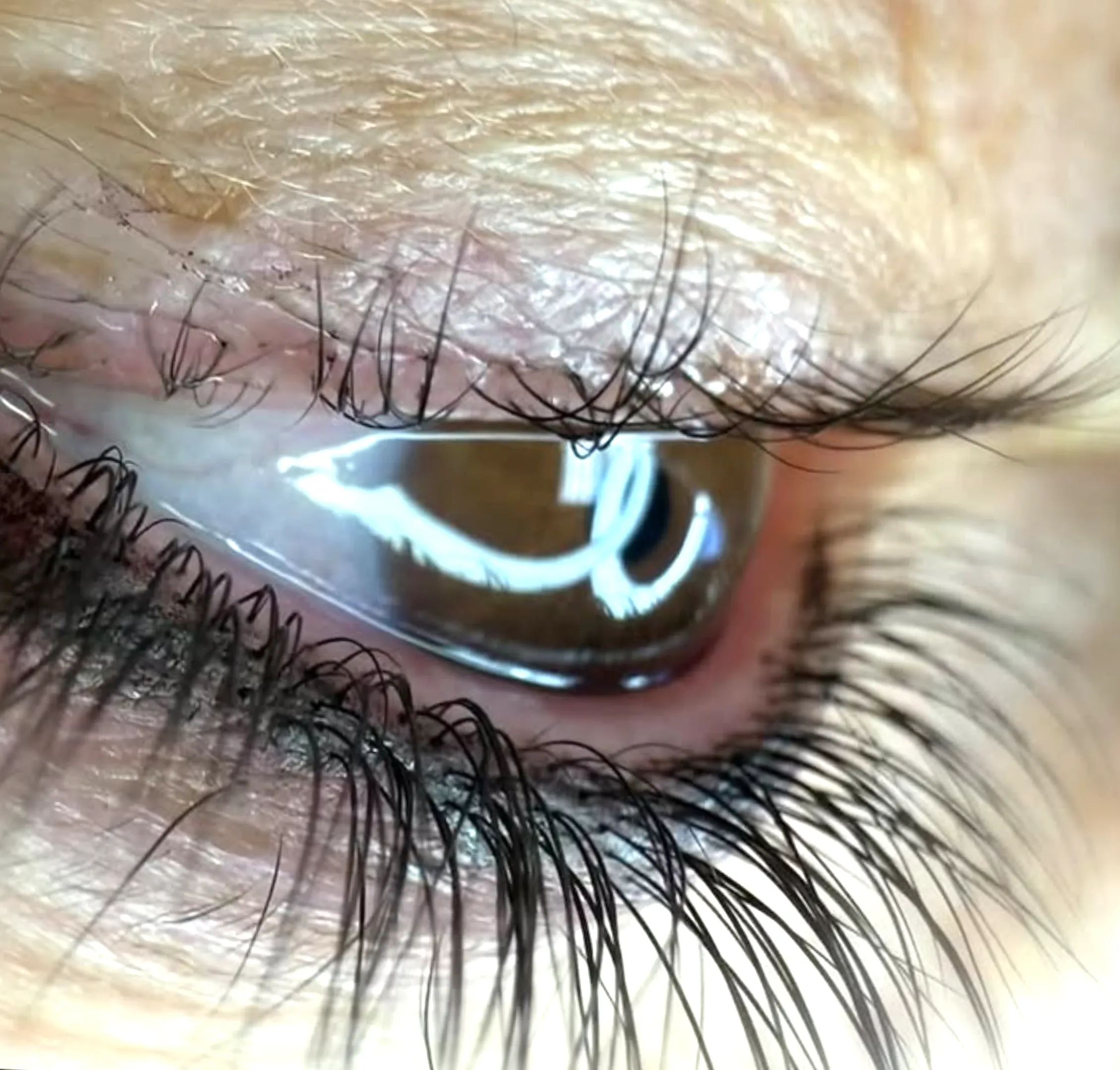 how long does microblading last