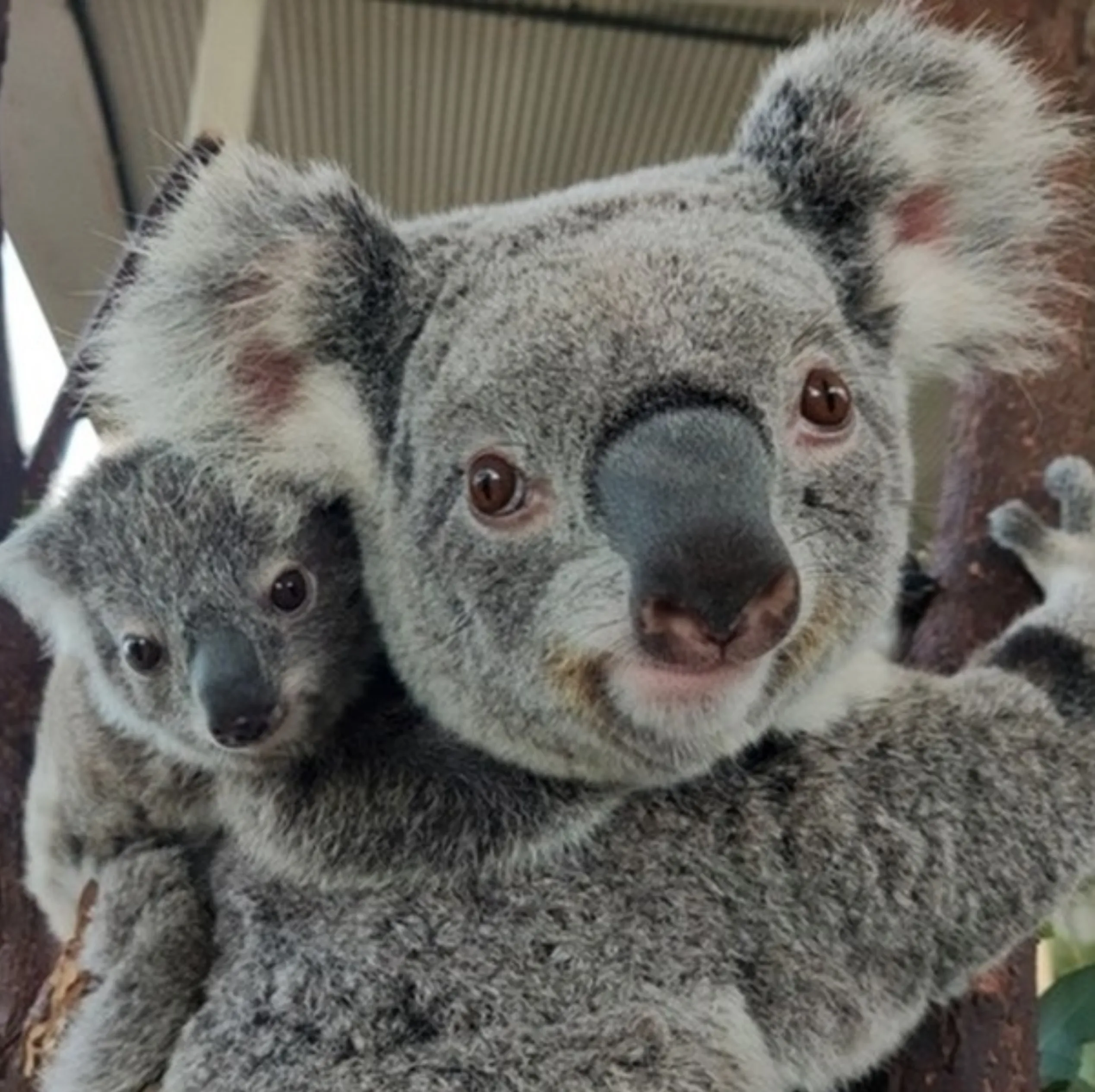 Cape Otway koalas