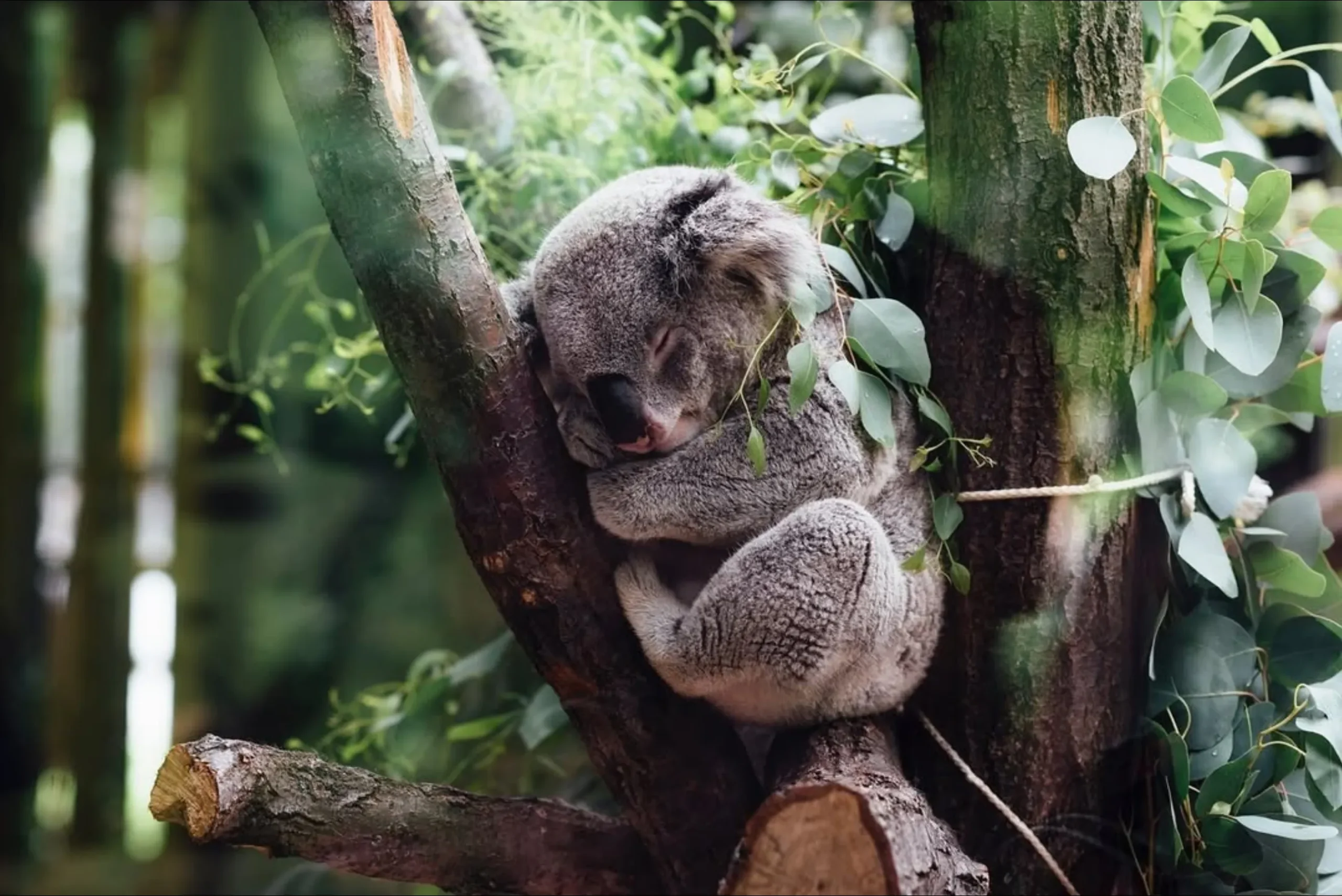 Great Ocean Road wildlife