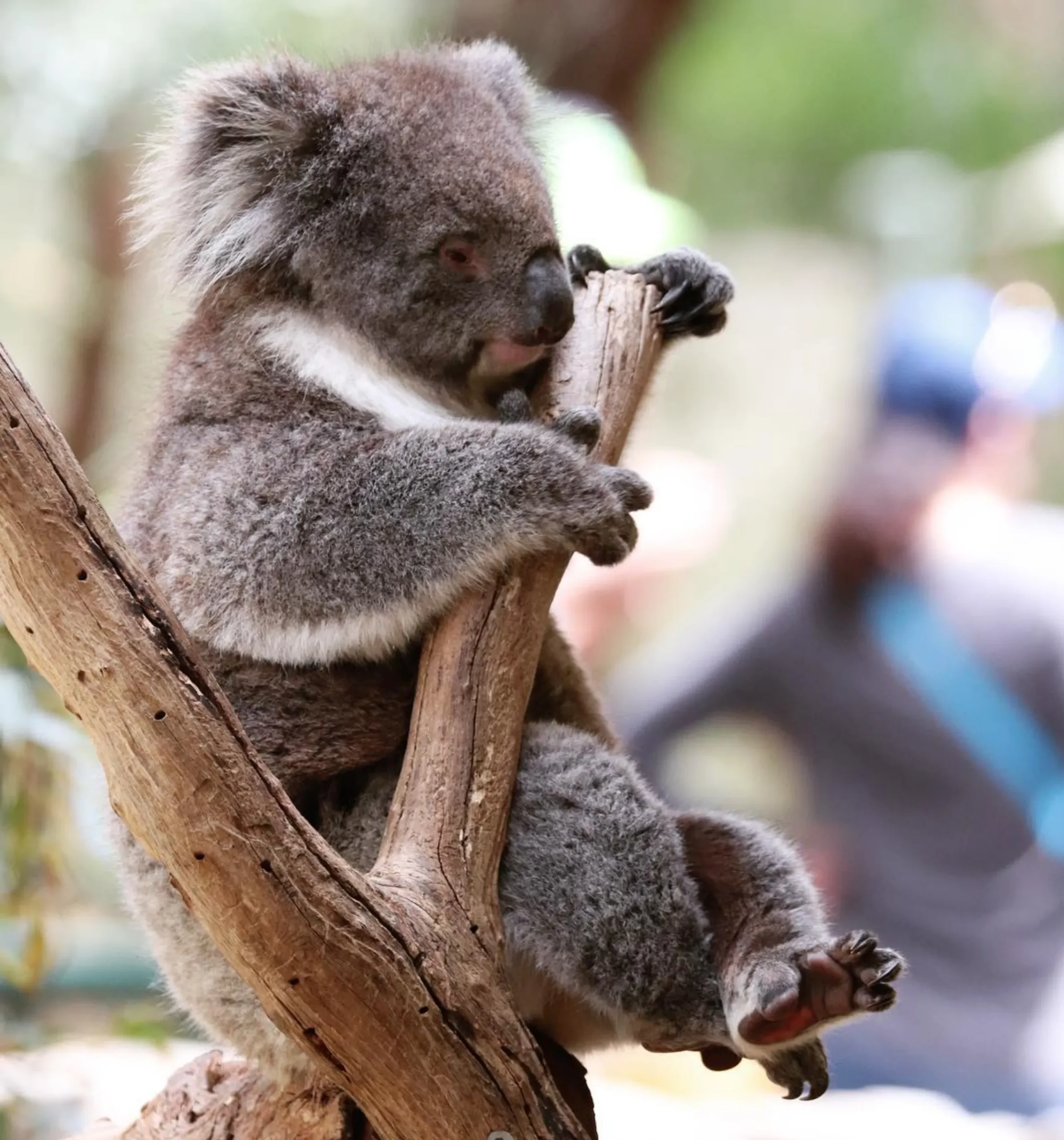 Kennet River koalas