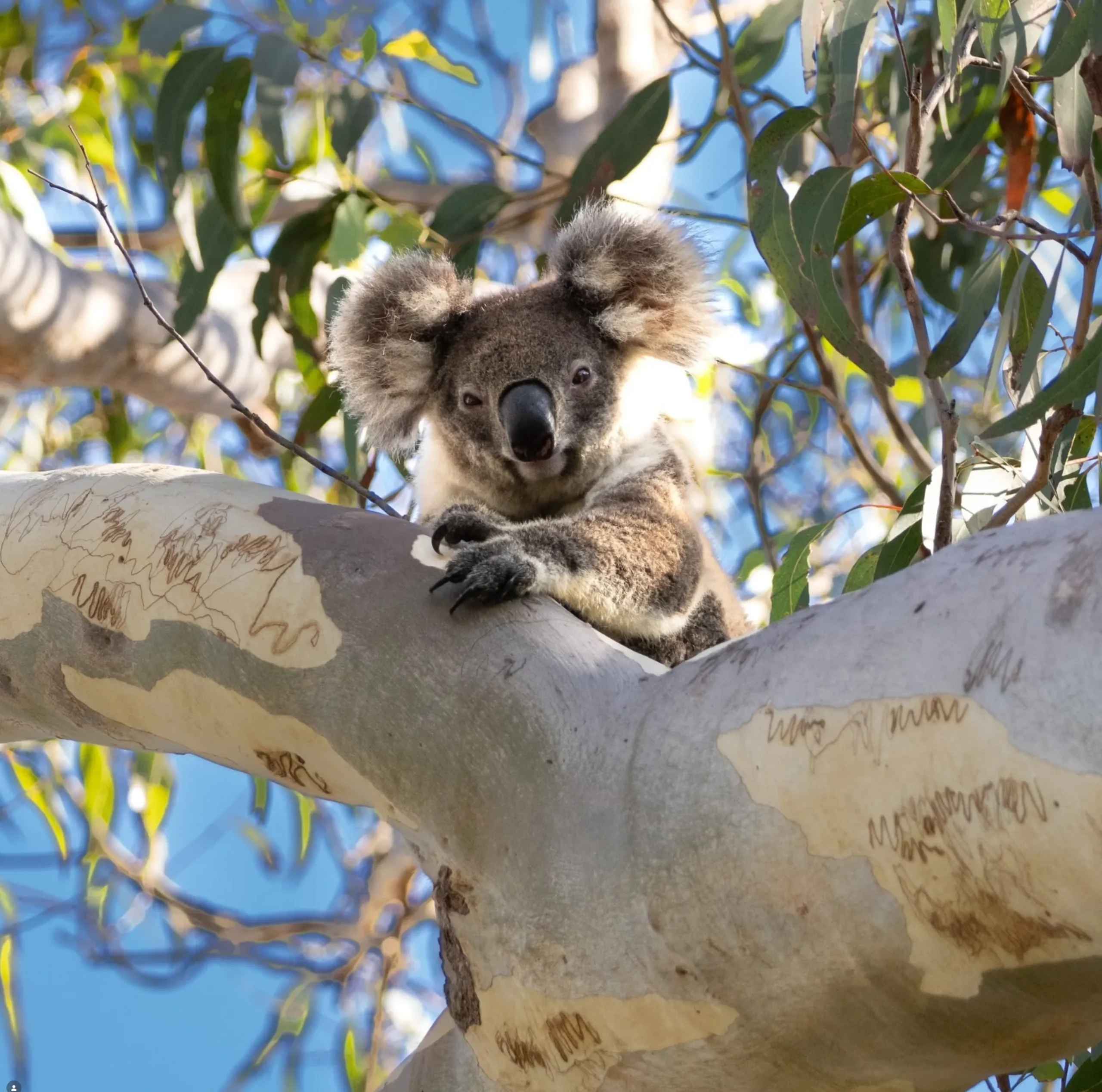 koala spotting Victoria