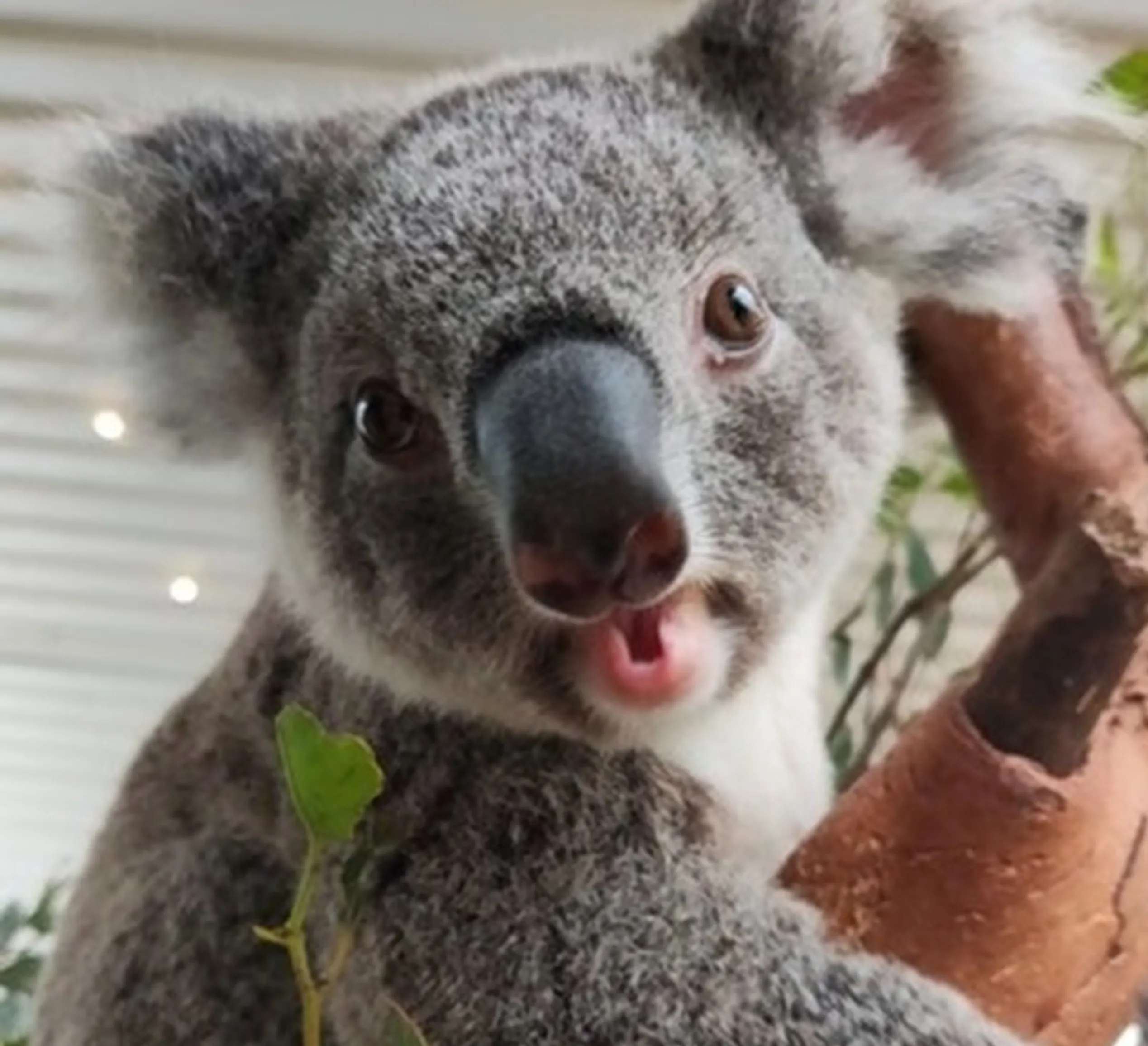 where to see koalas on Great Ocean Road