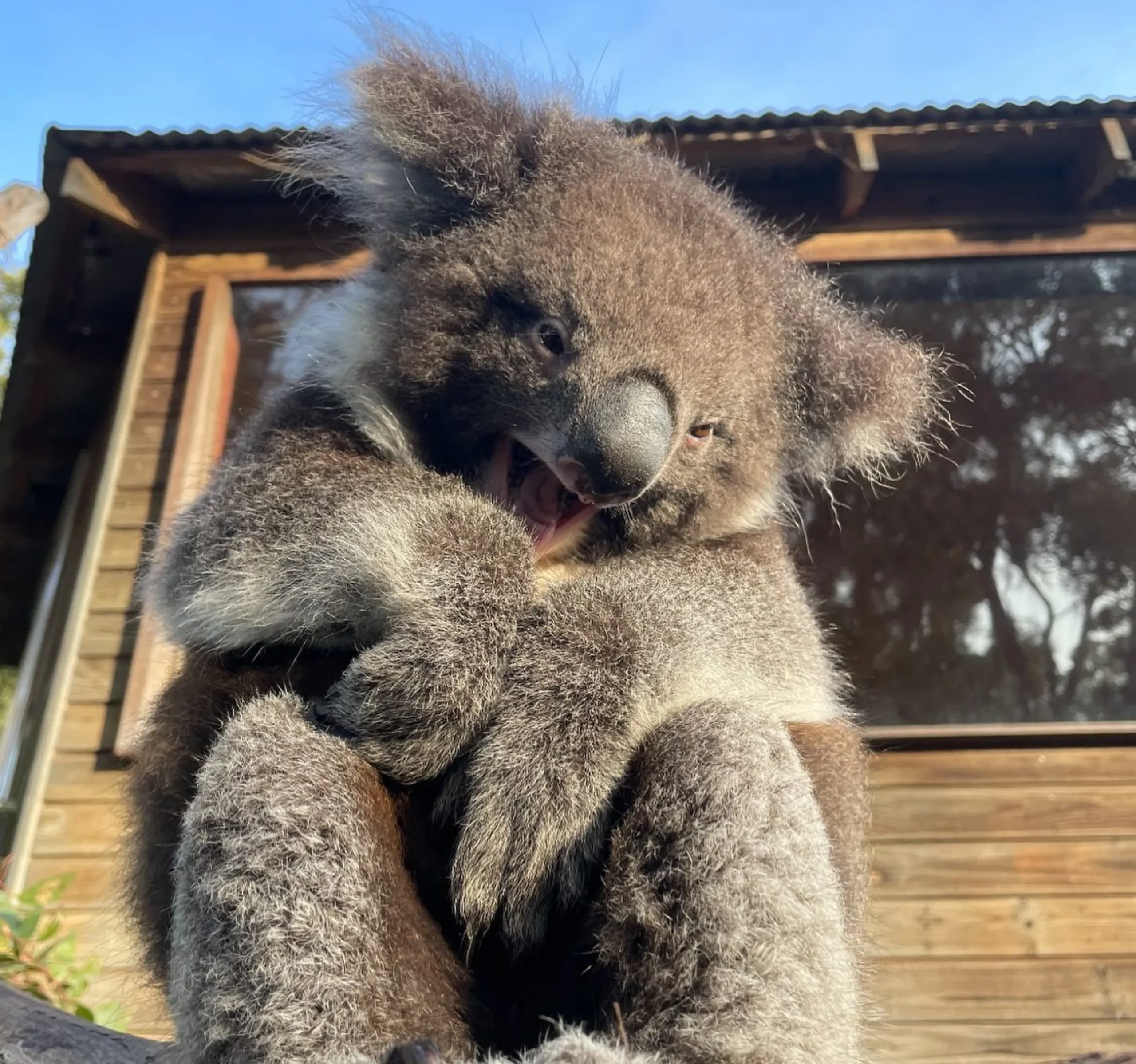 Are There Wild Koalas Near The Great Ocean Road In 2026? What You’ll Actually See (And Where)